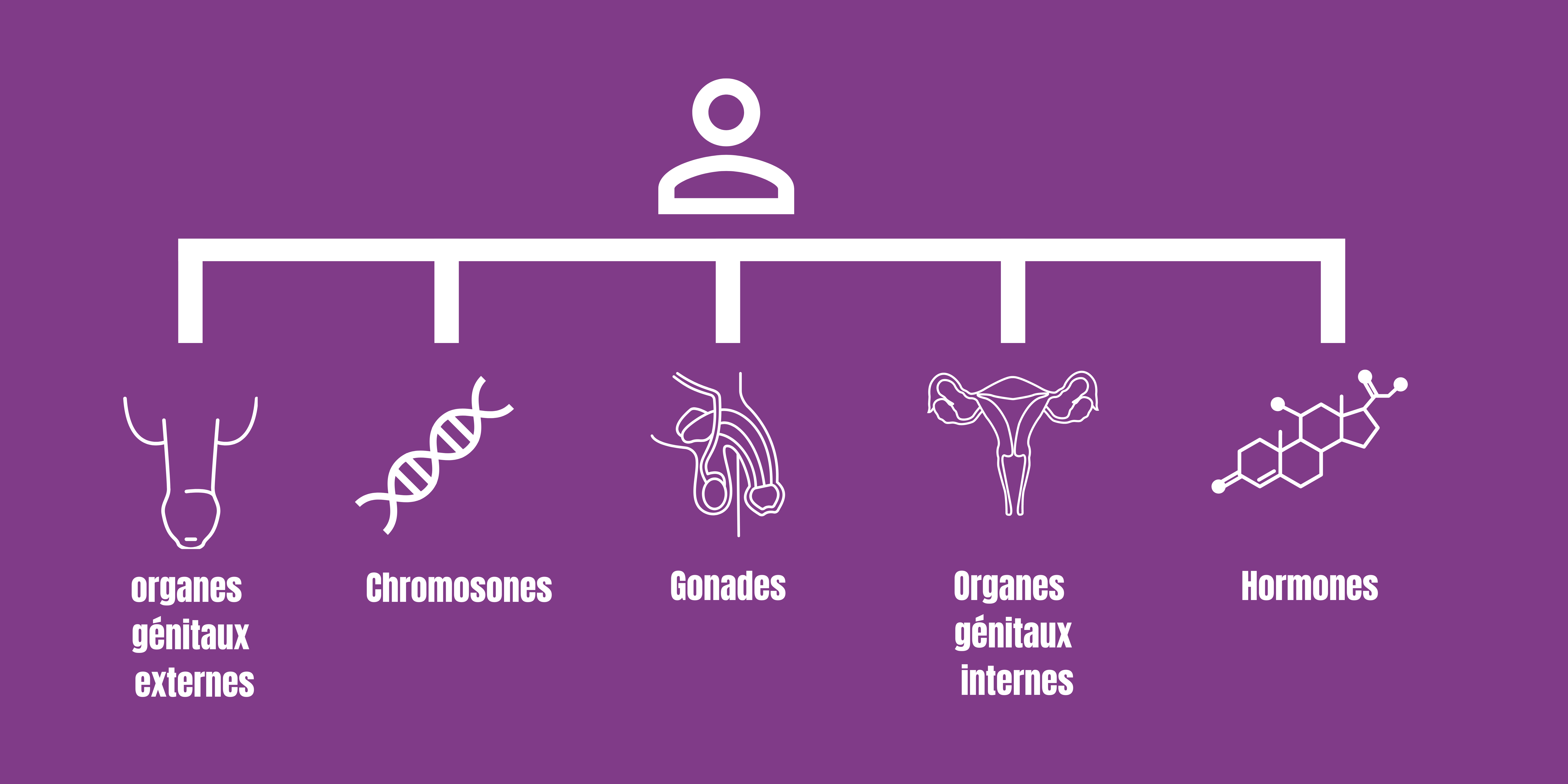 organes génitaux externes-5