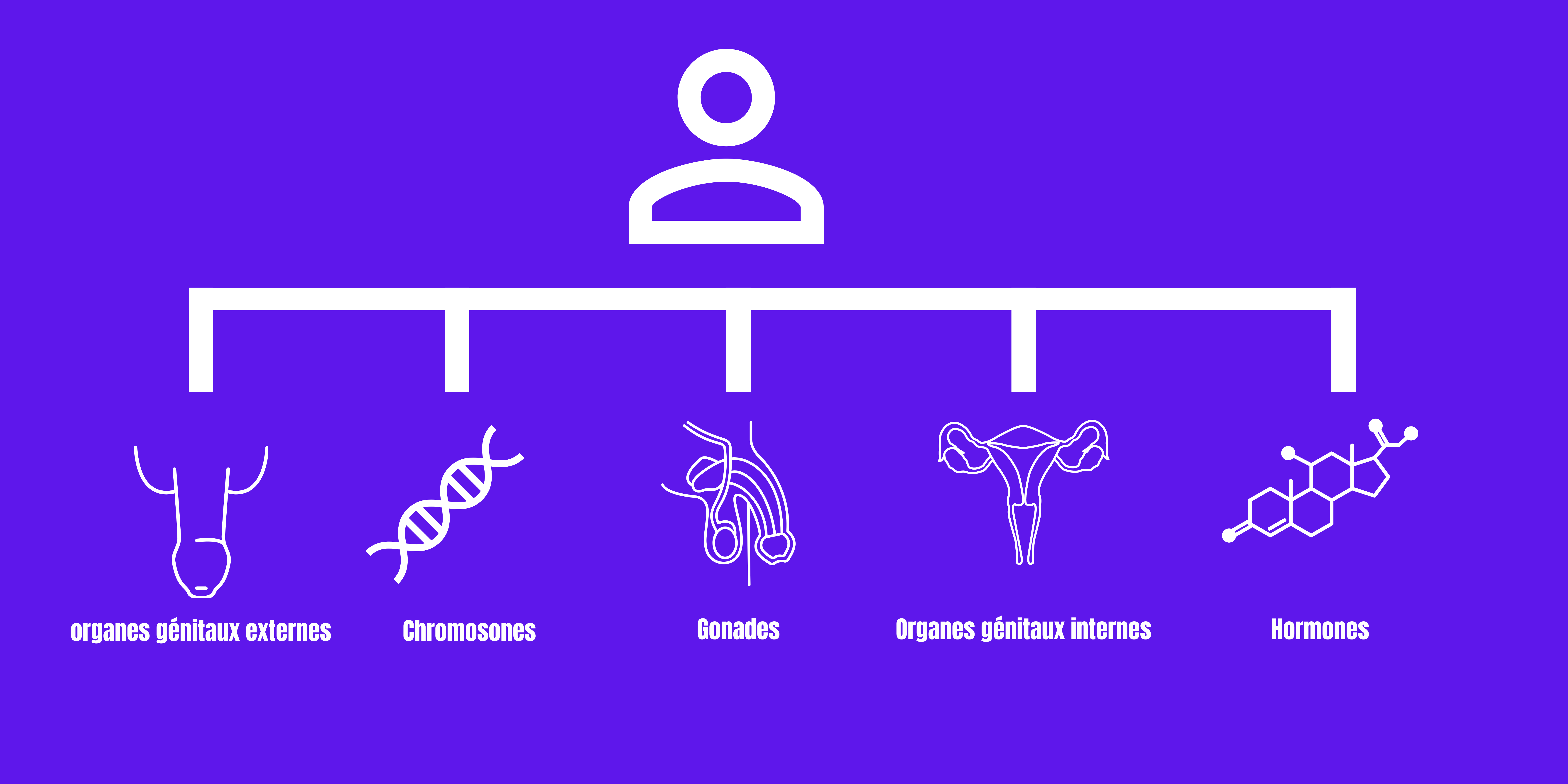 organes génitaux externes
